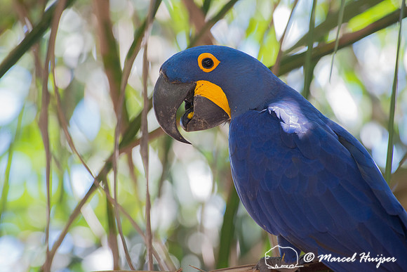 Hyacinth macaw (Anodorhynchus hyacinthinus), Pantanal, Mato Gros