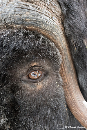 Detail of Muskox  (Ovibos moschatus) in winter, Sweden, captive