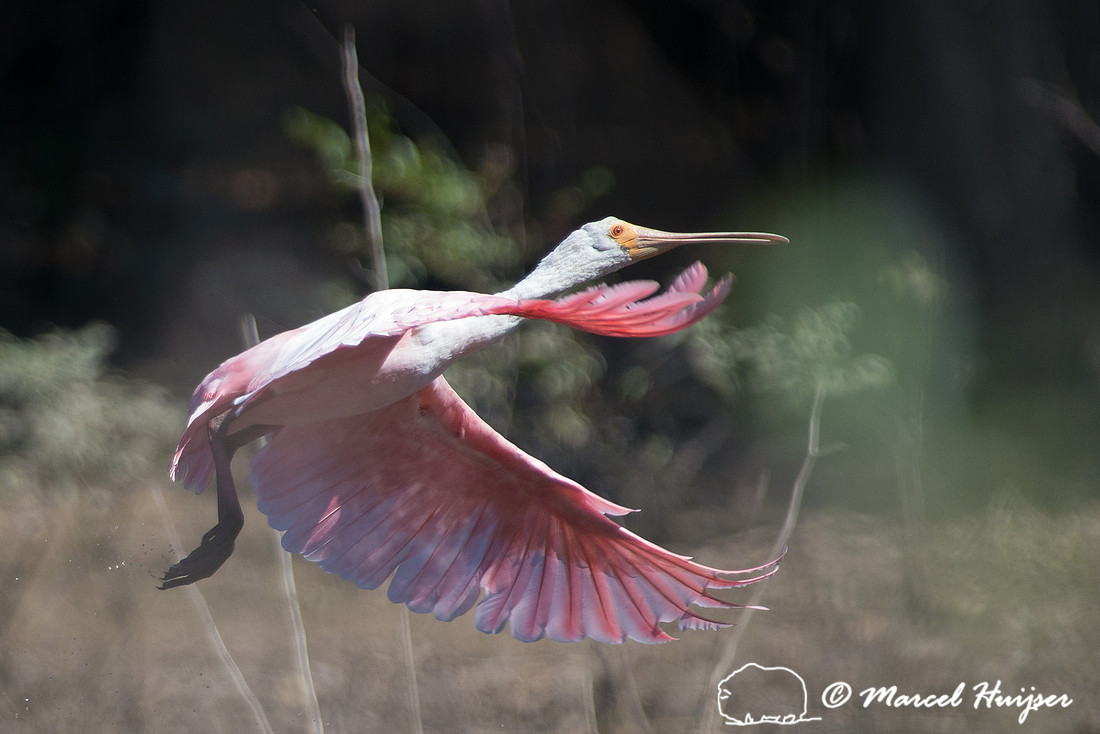 Roseate spoonbill (Platalea ajaja), Pantanal, Mato Grosso do Sul