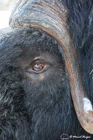 Detail of Muskox  (Ovibos moschatus) in winter, Sweden, captive