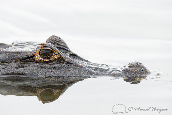 Yacare caiman (Caiman yacare), Pantanal, Mato Grosso do Sul, Bra