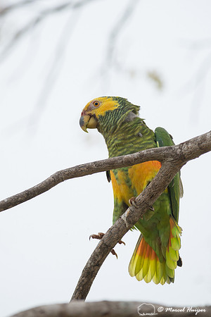 Yellow-faced parrot (Alipiopsitta xanthops), Pantanal, Mato Gros