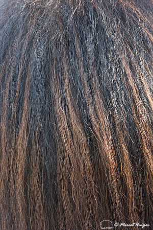 Muskox (Ovibos moschatus), Sweden (captive animal)