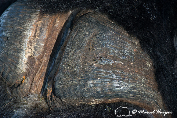 Muskox (Ovibos moschatus), Sweden (captive animal)