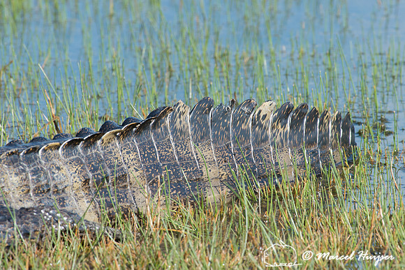 Yacare caiman (Caiman yacare), Pantanal, Mato Grosso do Sul, Bra