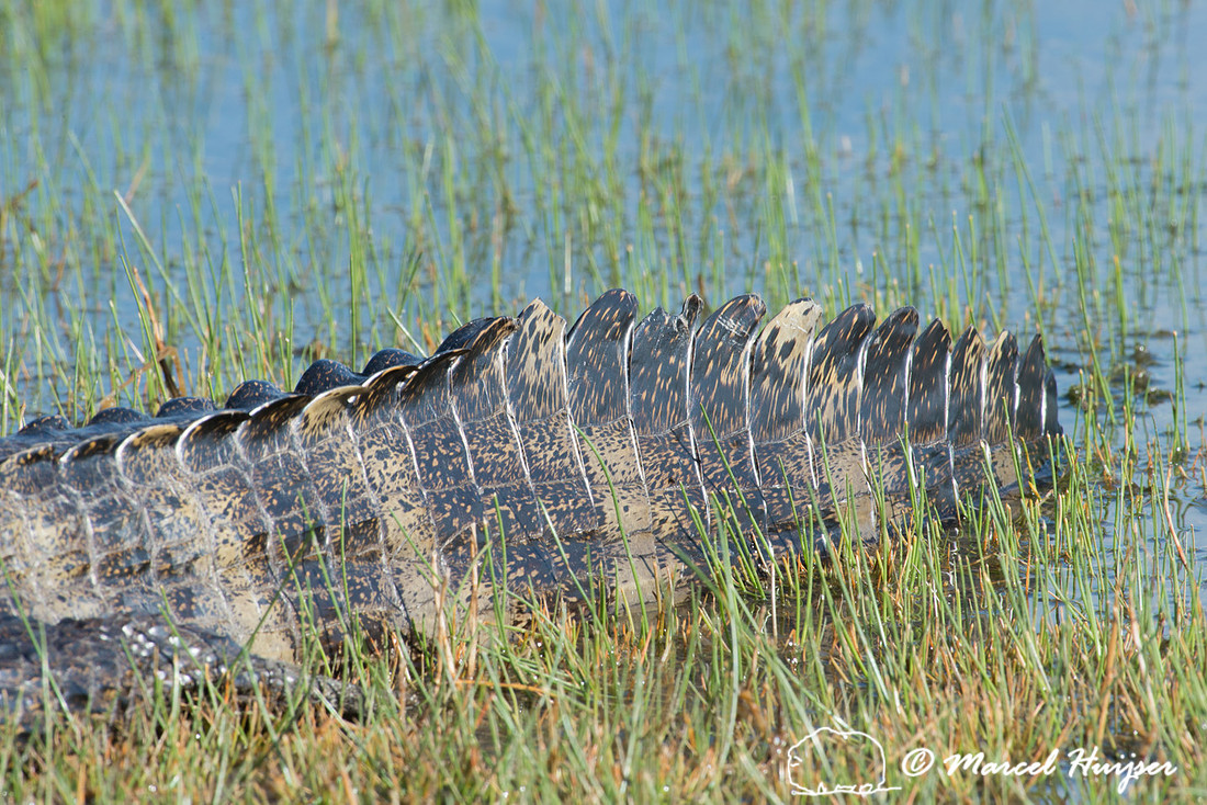 Yacare caiman (Caiman yacare), Pantanal, Mato Grosso do Sul, Bra