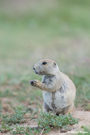 Black-tailed prairie dog (Cynomys ludovicianus), Wyoming, USA