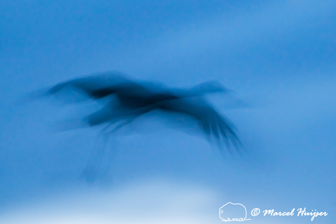 Sandhill cranes (Grus canadensis), Platte River, Nebraska, USA