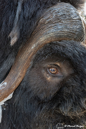 Muskox (Ovibos moschatus), Sweden (captive animal)