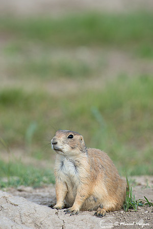 Black-tailed prairie dog (Cynomys ludovicianus), South Dakota, U