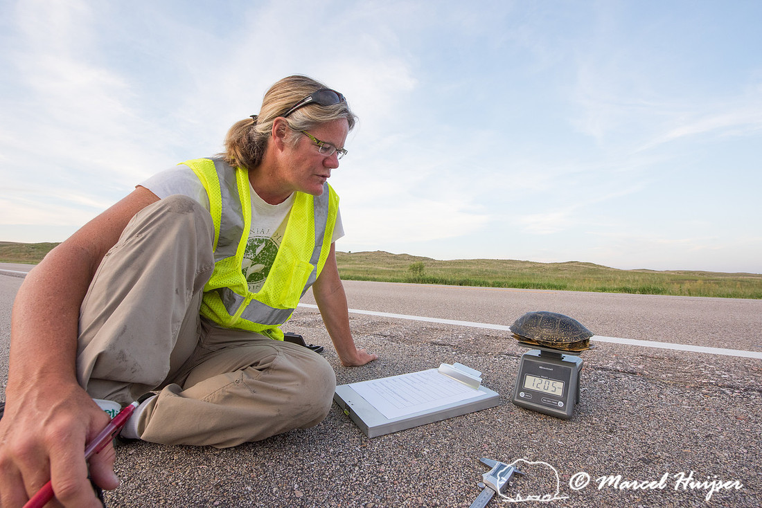 Kari Gunson measures a Blanding's turtle (Emydoidea blandingii)