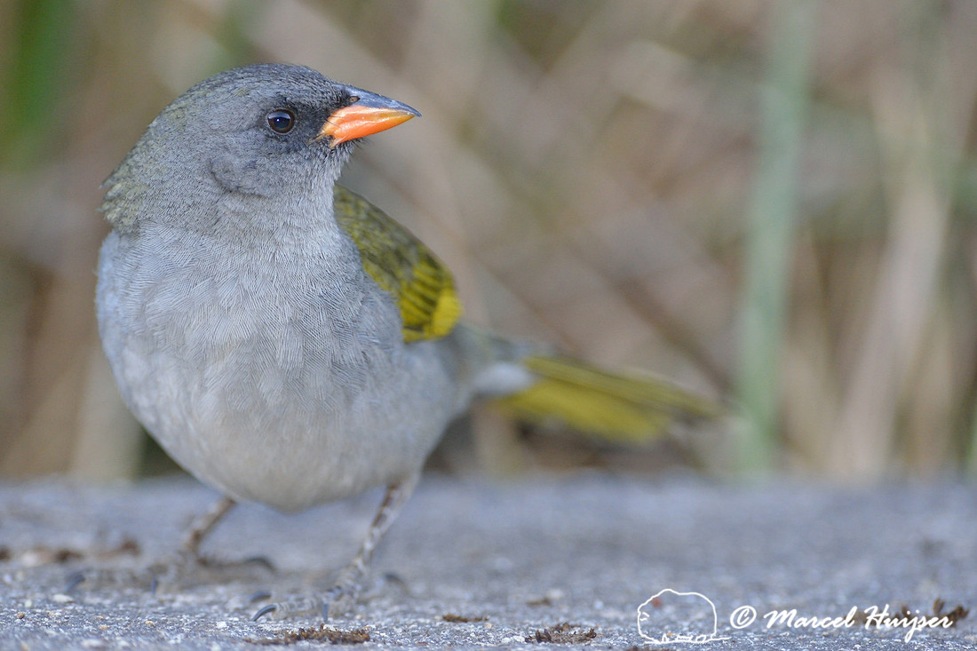Great pampa-finch (Embernagra platensis) Itatiaia National Park, Rio de Janeiro State, Brazil