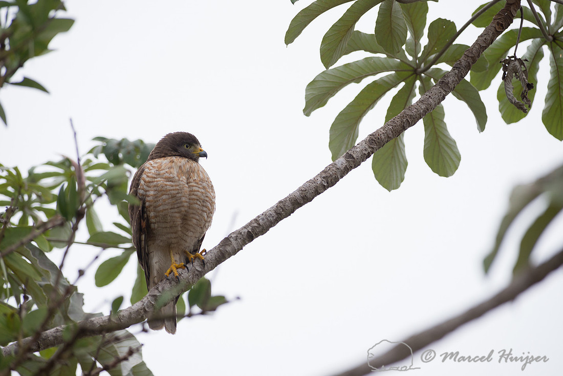 Roadside hawk (Rupornis magnirostris), Pantanal, Mato Grosso do