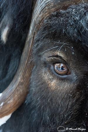Detail of Muskox  (Ovibos moschatus) in winter, Sweden, captive