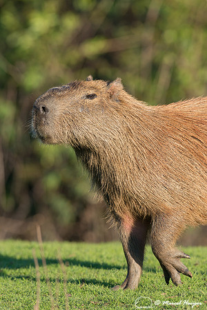 Capybara (Hydrochoerus hydrochaeris), Pantanal, Mato Grosso do S