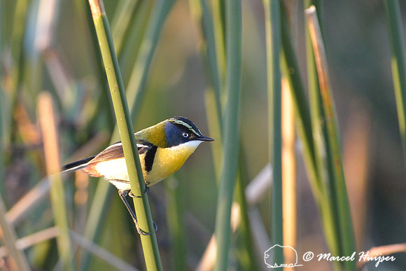 Many-colored rush tyrant (Tachuris rubrigastra), near Mostardas, Rio Grande do Sul, Brazil