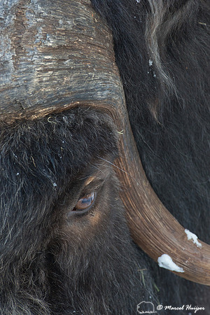 Muskox (Ovibos moschatus), Sweden (captive animal)