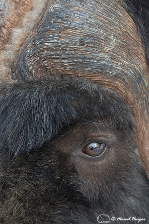 Muskox (Ovibos moschatus), Sweden (captive animal)