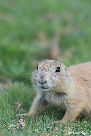 Black-tailed prairie dog (Cynomys ludovicianus), Wyoming, USA