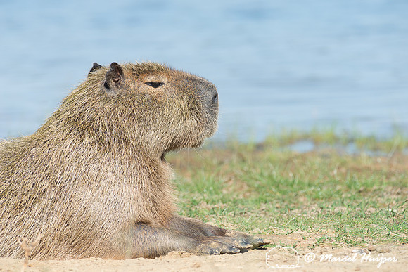 Capybara (Hydrochoerus hydrochaeris), Pantanal, Mato Grosso do S
