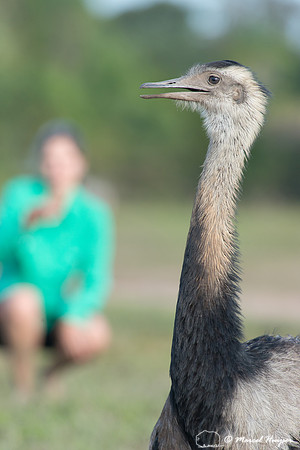 Greater rhea (Rhea americana) with Fernanda Abra in background,
