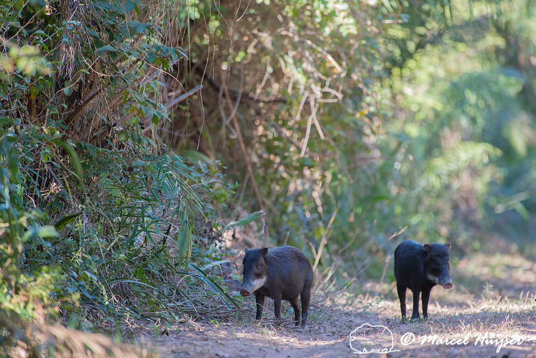 White-lipped peccary (Tayassu pecari), Pantanal, Mato Grosso do