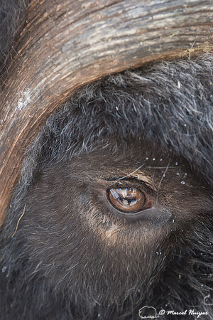 Detail of Muskox  (Ovibos moschatus) in winter, Sweden, captive