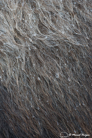 Muskox (Ovibos moschatus), Sweden (captive animal)