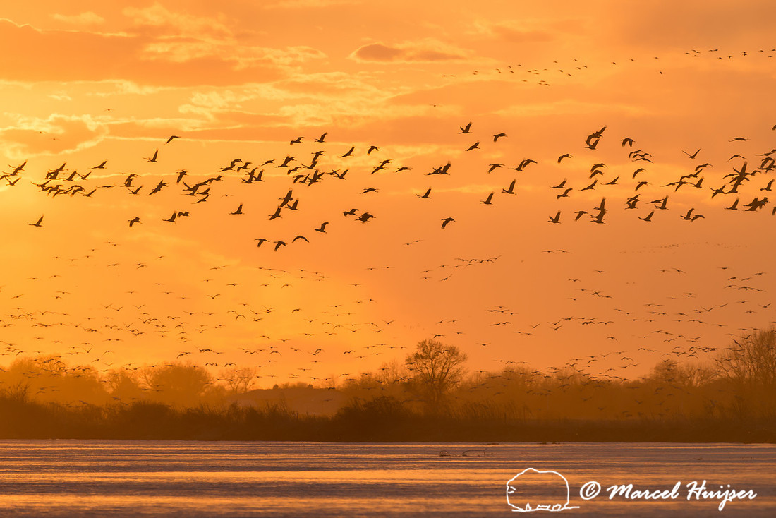 Sandhill cranes (Grus canadensis), Platte River, Nebraska, USA