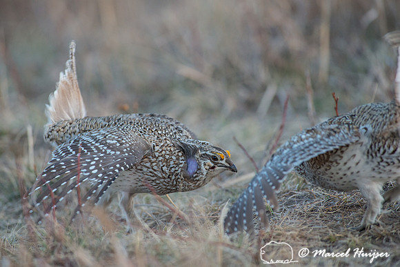Sharp-tailed grouse (Tympanuchus phasianellus), Nebraska, USA