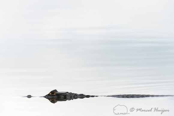 Yacare caiman (Caiman yacare), Pantanal, Mato Grosso do Sul, Bra