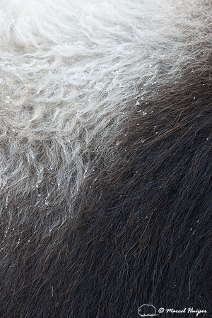 Muskox (Ovibos moschatus), Sweden (captive animal)