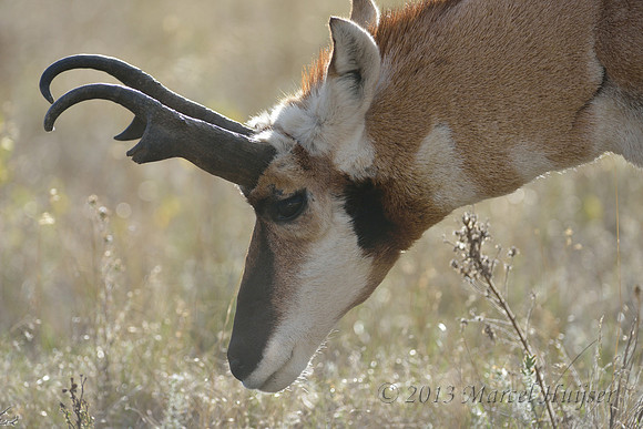 Pronghorn (Antilocapra americana) buck against the sun light, Montana, USA