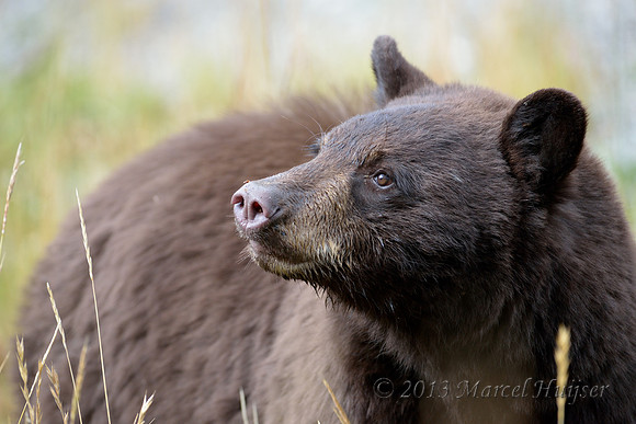 Black bear (Ursus americanus), Wyoming, USA