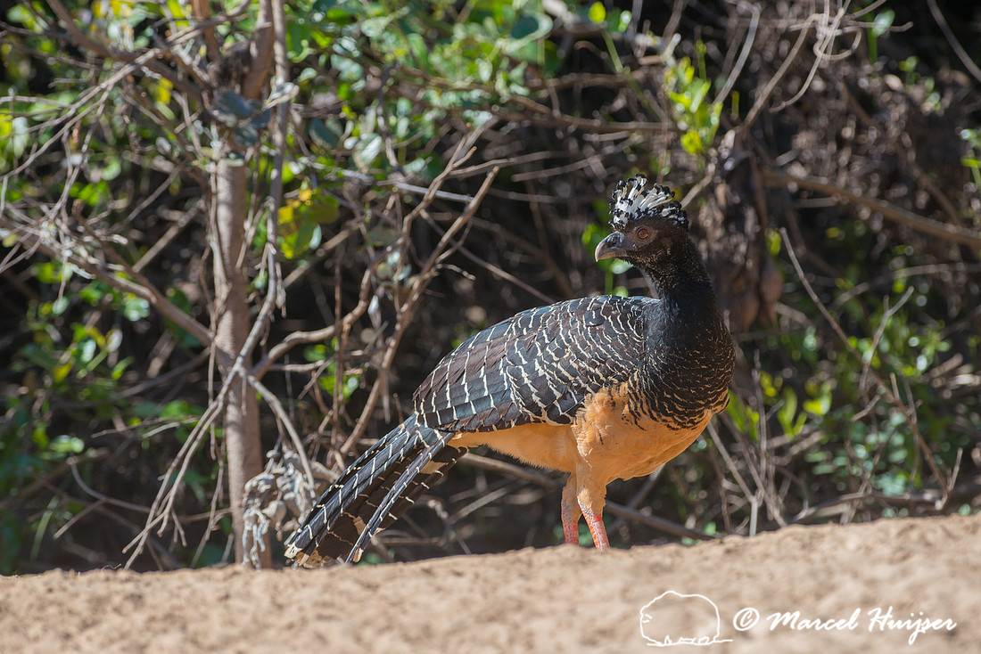 Bare-faced curassow female (Crax fasciolata), Pantanal, Mato Gro