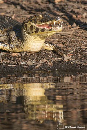 Yacare caiman (Caiman yacare), Pantanal, Mato Grosso do Sul, Bra