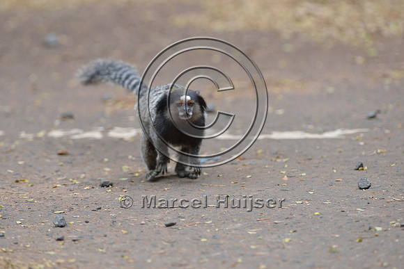 Black-pencilled marmoset (Callithrix penicillata) running across street under canopy crossing, ESALQ campus, Piracicaba, São Paulo, Brazil
