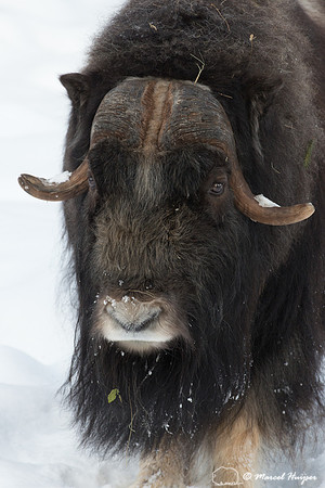 Muskox (Ovibos moschatus), Sweden (captive animal)