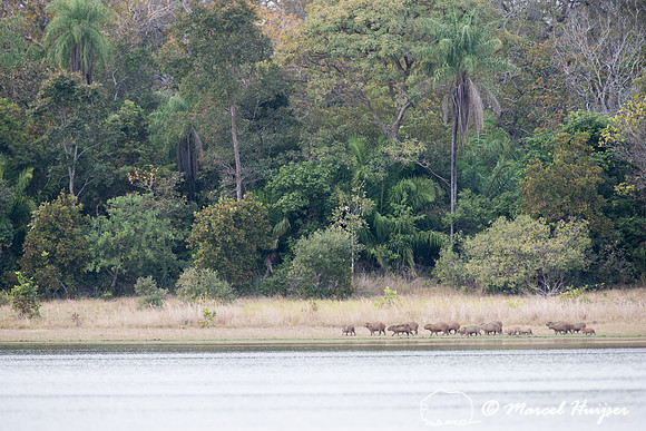 Capybara (Hydrochoerus hydrochaeris), Pantanal, Mato Grosso do S