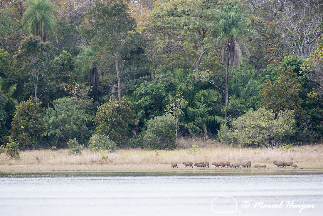 Capybara (Hydrochoerus hydrochaeris), Pantanal, Mato Grosso do S