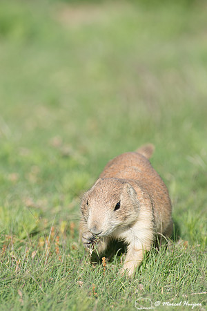 Black-tailed prairie dog (Cynomys ludovicianus), Wyoming, USA