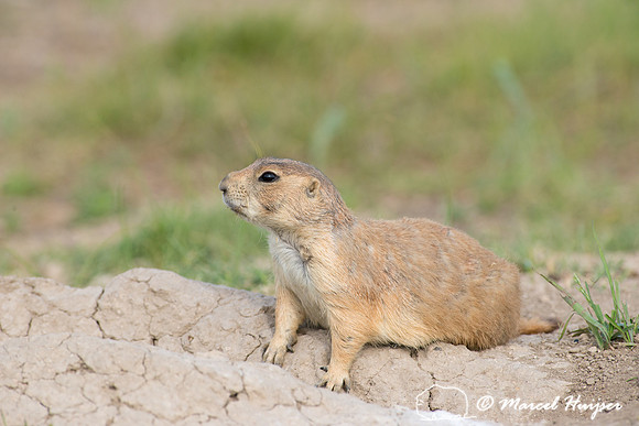 Black-tailed prairie dog (Cynomys ludovicianus), South Dakota, U