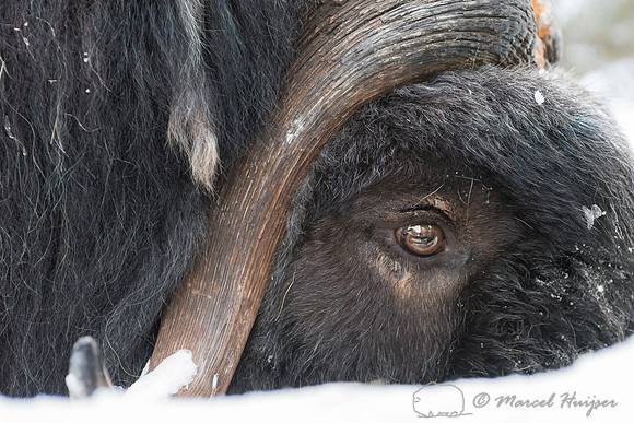 Detail of Muskox  (Ovibos moschatus) in winter, Sweden, captive