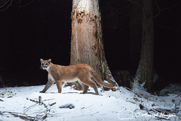 Mountain lion (Puma concolor) in  winter in a western red cedar