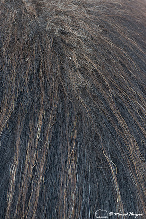 Muskox (Ovibos moschatus), Sweden (captive animal)