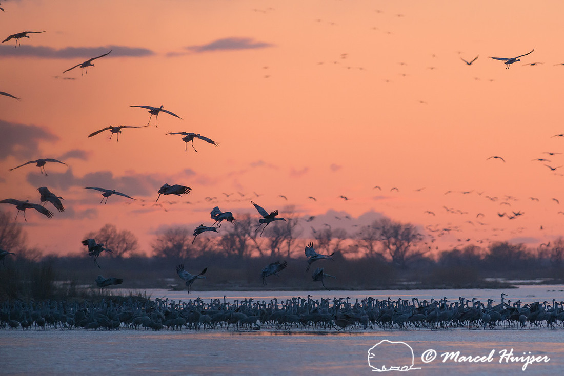 Sandhill cranes (Grus canadensis), Platte River, Nebraska, USA