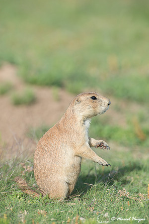 Black-tailed prairie dog (Cynomys ludovicianus), Wyoming, USA
