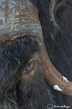 Muskox (Ovibos moschatus), Sweden (captive animal)