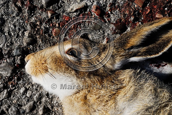White-tailed jackrabbit (Lepus townsendii) roadkill, MT