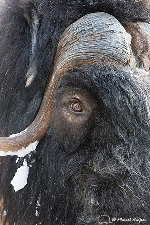 Muskox (Ovibos moschatus), Sweden (captive animal)